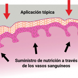 Evolución de la Síntesis de Derivados de Vitamina C (AA) Funcionales a Nivel Tópico